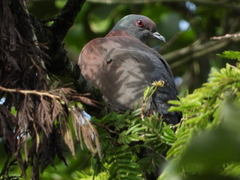 Patagioenas cayennensis