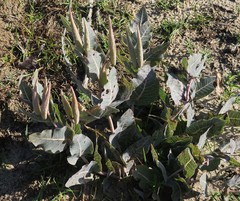 Asclepias humistrata image