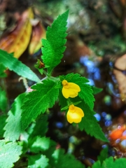 Calceolaria mexicana