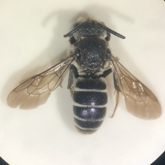 Aglaoapis tridentata