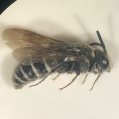 Aglaoapis tridentata