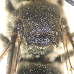 Aglaoapis tridentata