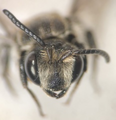 Aglaoapis tridentata