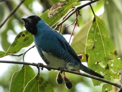 Tersina viridis