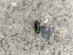 Harpalus