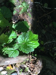 Tolmiea diplomenziesii