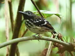 Hylophylax punctulatus