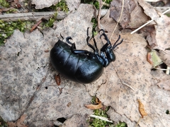 Meloe brevicollis
