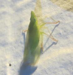 Rhynchomitra