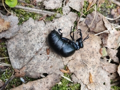 Meloe brevicollis