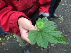 Tolmiea diplomenziesii