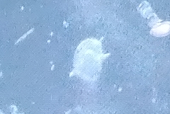Protoperidinium depressum