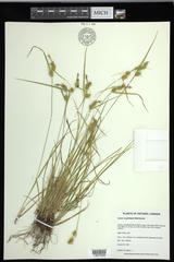 Carex cryptolepis