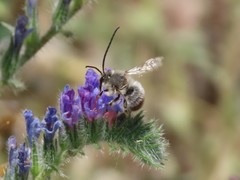 Eucera
