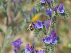 Eucera