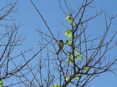 Cyanistes teneriffae teneriffae