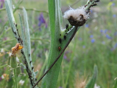 Aphidiinae