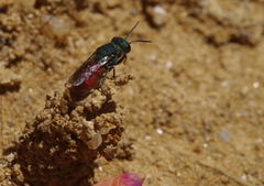 Pseudochrysis neglecta