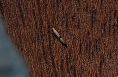 Argyresthia spinosella