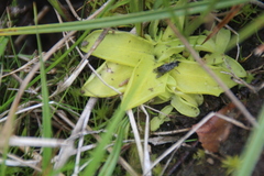 Pinguicula