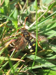 Nomada marshamella