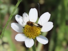 Adelidae