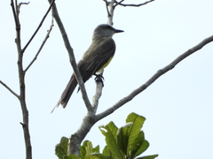 Tyrannus melancholicus