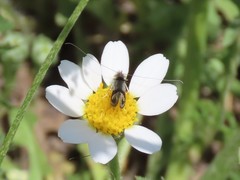 Adelidae