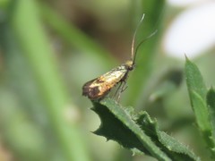 Adelidae