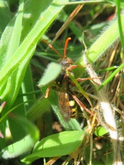 Nomada marshamella