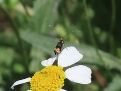 Adelidae