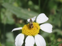 Adelidae