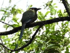 Momotus aequatorialis