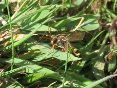 Nomada marshamella