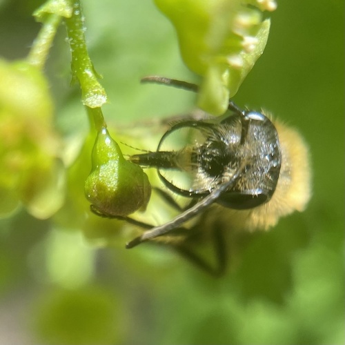 Milwaukee Mining Bee