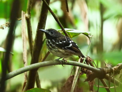 Hylophylax punctulatus