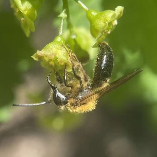 Milwaukee Mining Bee