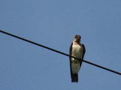 Stelgidopteryx ruficollis