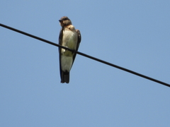 Stelgidopteryx ruficollis