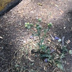 Erigeron variifolius