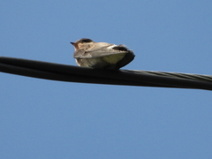 Stelgidopteryx ruficollis