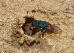 Pseudochrysis neglecta
