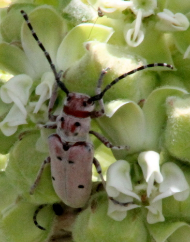 Ringed Long-horned Beetle photo 5