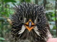 Malacoptila semicincta