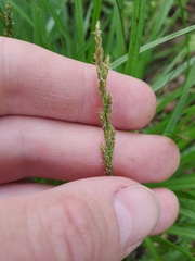 Carex elongata