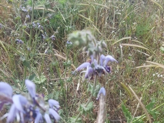 Salvia indica