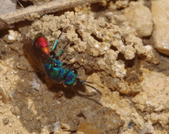 Pseudochrysis neglecta