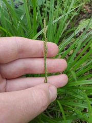 Carex elongata