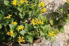 Perityle lindheimeri