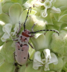 Tetraopes annulatus
